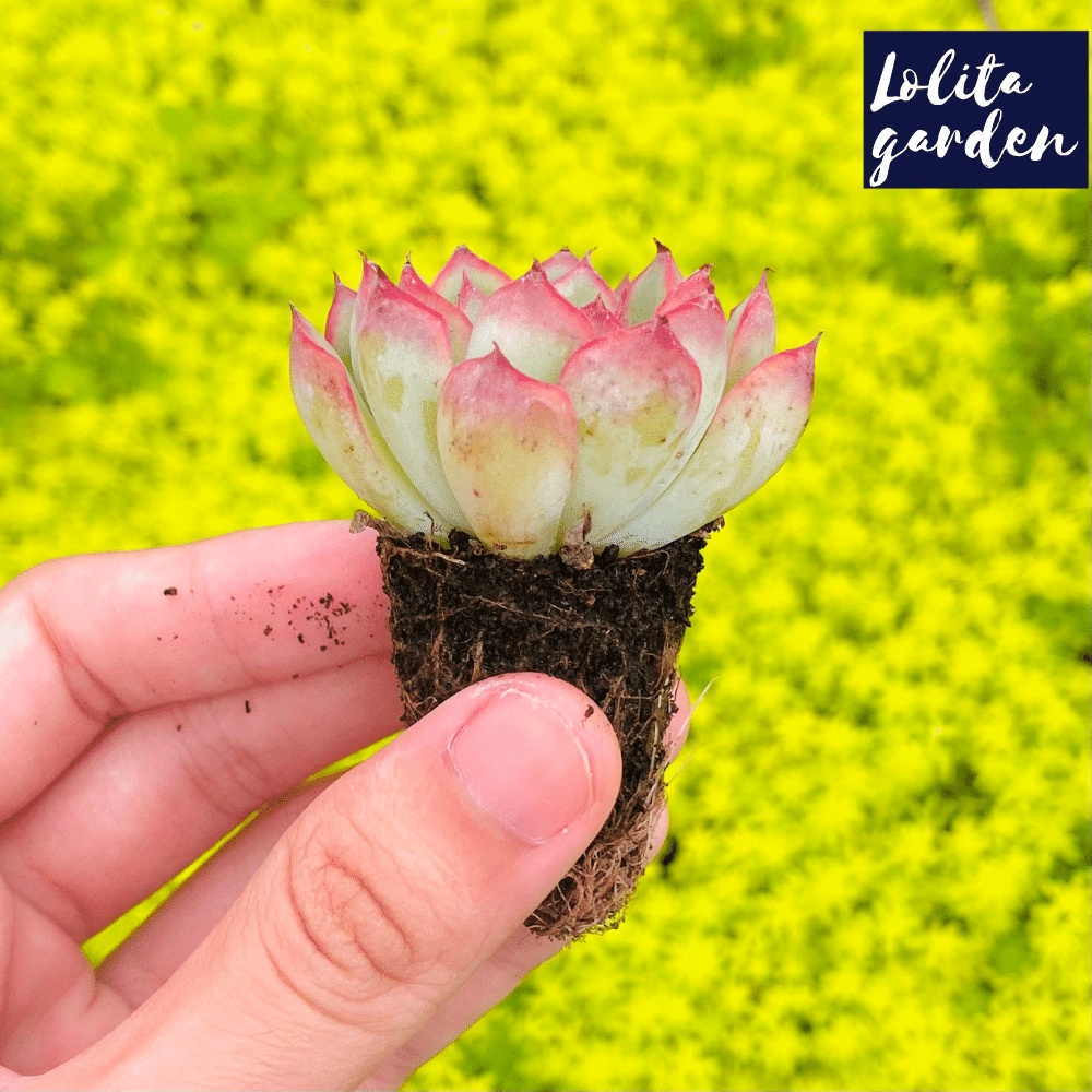 Sen đá viền hồng Đà Lạt size mini cây cảnh trang trí nhà cửa Lolita garden
