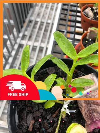 (Shop uy tín) hoa phong lan phi điệp phú thọ