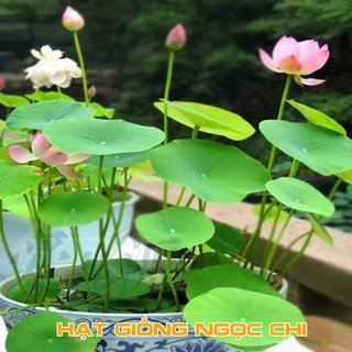Hạt Giống Sen Mini Nhật 5 Màu Mix - 5 Hạt