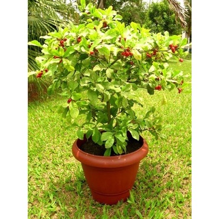 [ tăng kèm phân npk] cây thần kỳ ( cây cao 20-30cm)