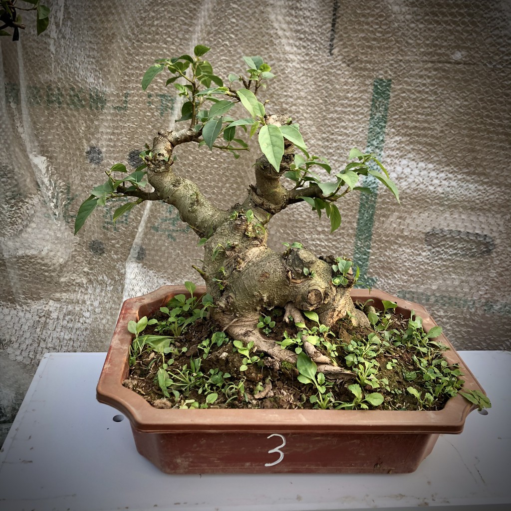 Cây sung bonsai ảnh thật 1-12 tùy chọn