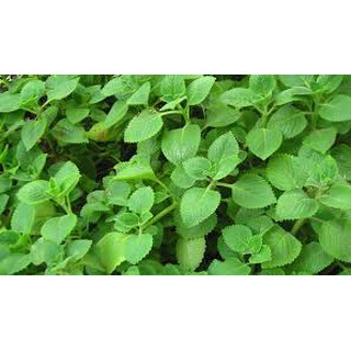 Hạt Giống Húng Chanh - 100 Hạt