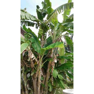 CÂY CHUỐI HỘT GIỐNG