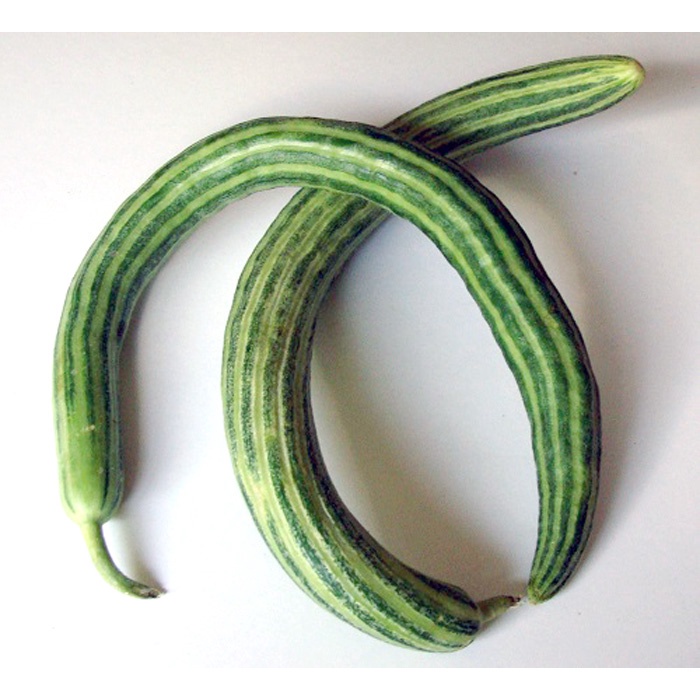 [HG Mỹ] Hạt giống dưa chuột Rắn Khổng Lồ Painted Serpent - 20 hạt - Tỷ lệ nảy mầm 90%