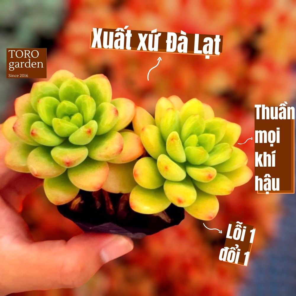 Sen đá sỏi thiên thanh xanh Đà Lạt size bé cây cảnh trang trí nhà cửa Toro garden