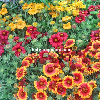 2 GRAM - HẠT GIỐNG HOA CÚC CÔNG CHÚA MIX