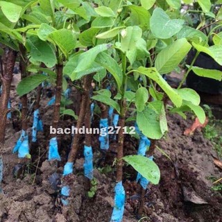 Cây giống Mãn cầu Na Thái quả to