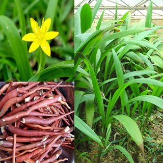 Combo 2 cây sâm cau giống