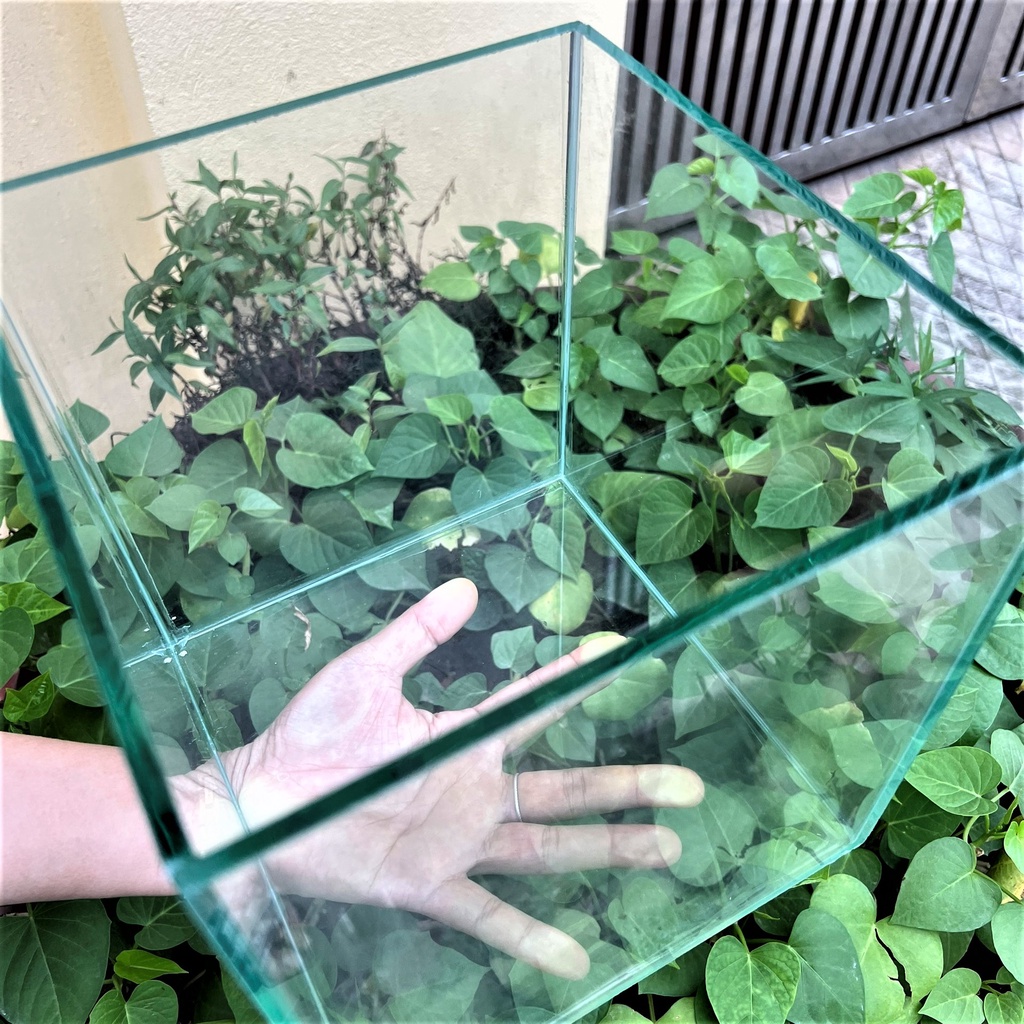 Hồ cá, bể cá cảnh thủy sinh ( D2O x R20x C20), tặng kèm phụ kiện CÂY &amp; ĐÁ