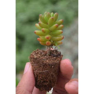 Sen đá thạch ngọc nho mini 2-4cm