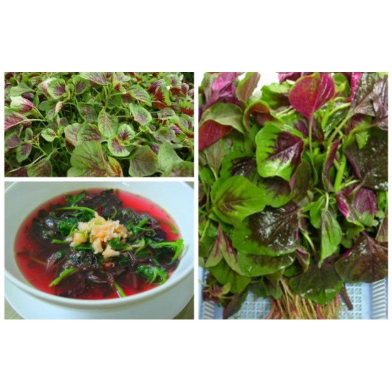 Hạt giống rau dền