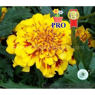 3GR 1000.HẠT Hạt Giống Hoa Cúc Vạn Thọ Ban Mai F1Pro 20CM TG170 (| -KD: B36*X67)