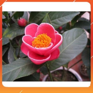 [BÁN CHẠY] BẦU CÂY GIỐNG HOA HẢI ĐƯỜNG SIÊU ĐẸP HOA NỞ TẾT