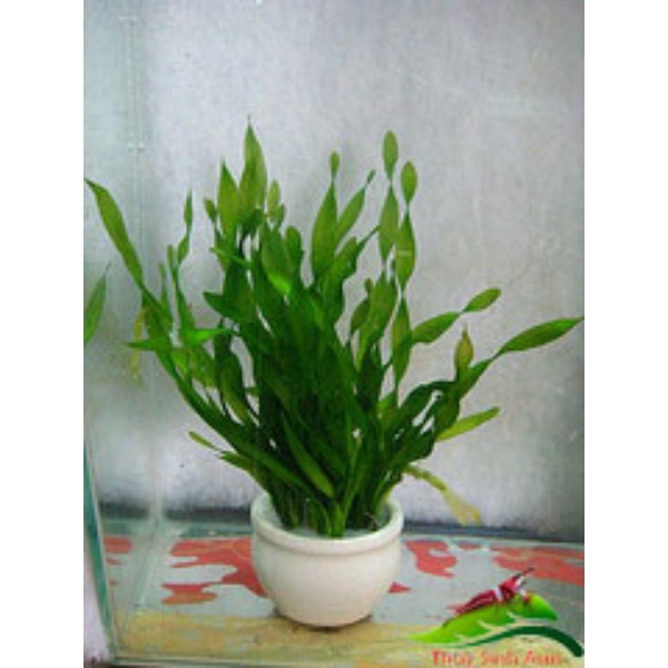 Cây hẹ xoắn - 20k/ 10ngọn