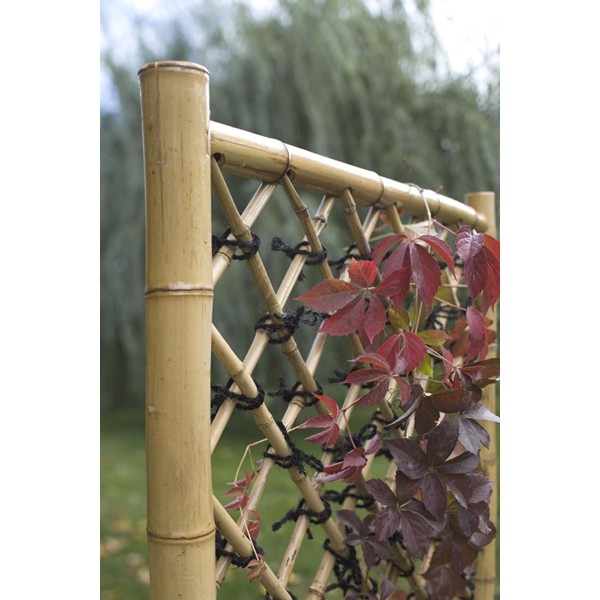 Combo 5 cây trúc trang trí làm đồ handmade, hàng rào...