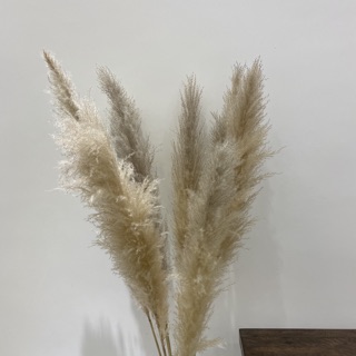 CỎ LAU nhập khẩu Hà Lan