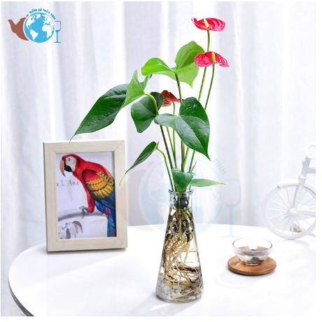 Lọ Hoa Trang Trí Thủy Tinh Tam Giác 350ml Decor