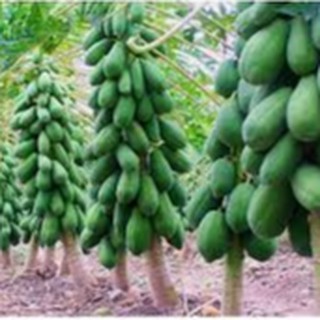 5 HẠT GIỐNG ĐU ĐỦ RUỘT ĐỎ