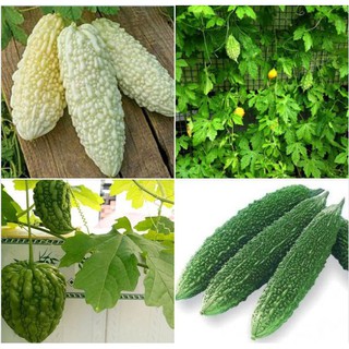 Bộ 4 gói hạt giống khổ các loại ( khổ qua trắng + khổ qua trái tim + khổ qua rừng + khổ qua gai xanh )