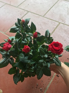 Hoa hồng siêu nụ sẵn chậu