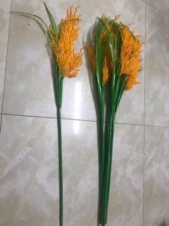 Cành bông lúa 5 bông -80 cm(1 bó 10 cành)