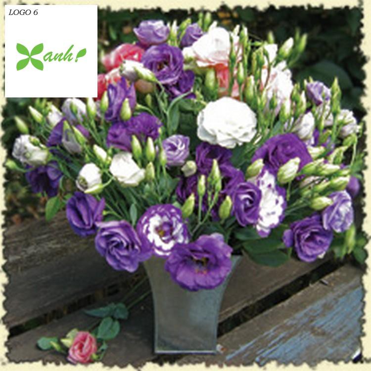 Hạt giống hoa Cát tường