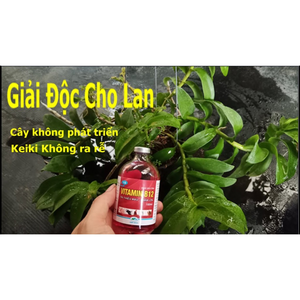 Vitamin B12 nâu - giải độc cho cây 100ml