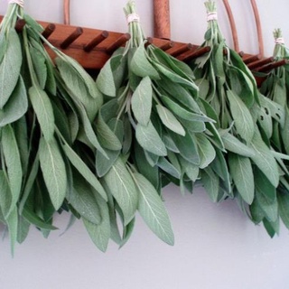 20h hạt giống xô thơm sage