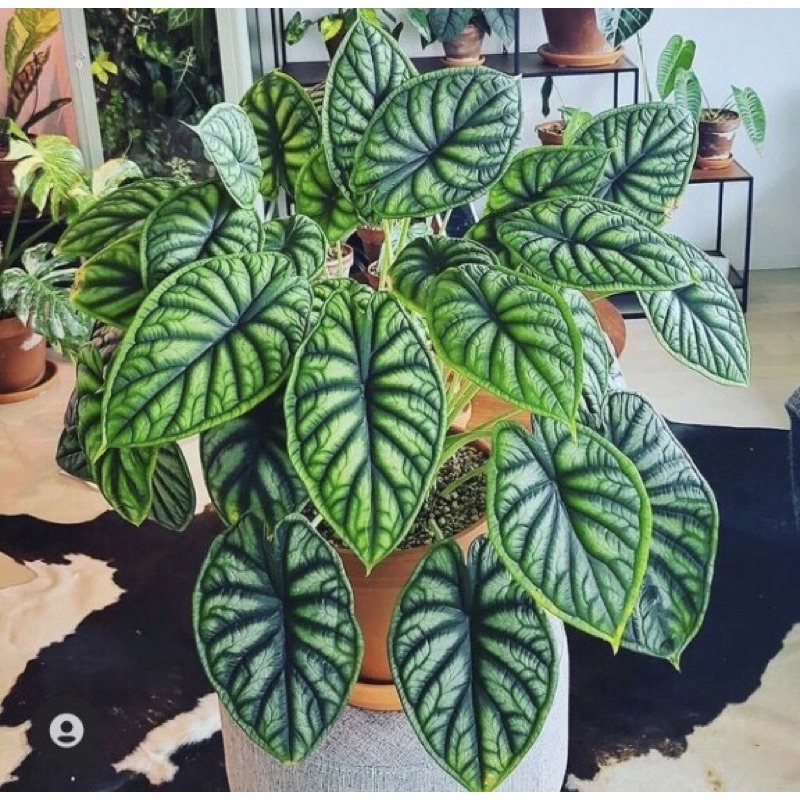 Cây rồng xanh Alocasia dragon scale