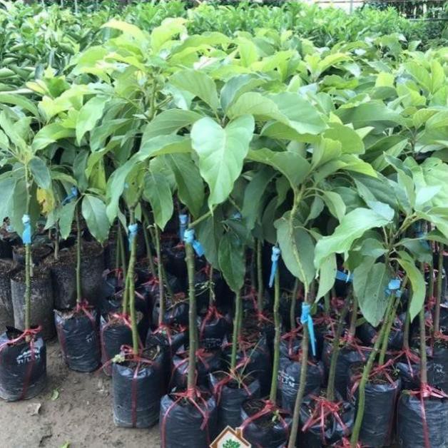 Cây giống bơ 034