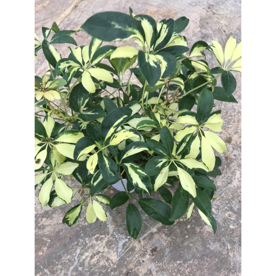 Cây ngũ gia bì var