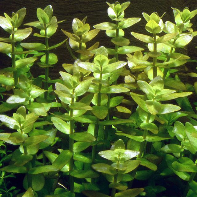 Cây thủy sinh vảy ốc - móng tay