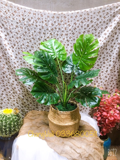 Cây giả- Cây trầu bà tay phật 80cm 12 lá lớn - trang trí nhà cửa - HN