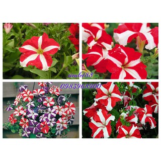 Dạ yến thảo đỏ sọc trắng