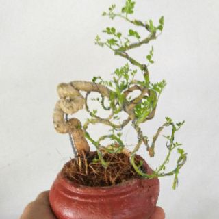 Cây Cần Thân Mini ( đã bao gồm chậu )