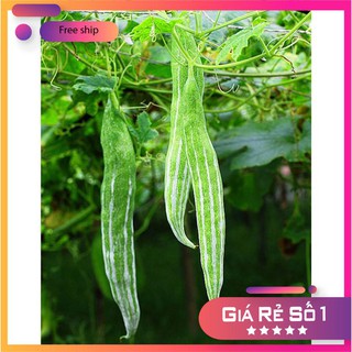 HẠT GIỐNG LẶC LÀY ( MƯỚP NHẬT BẢN ) LUCKY.VN