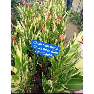 Cây thiên điểu var