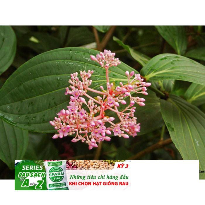 Hạt giống nho hồng Châu Á- Showy Asian Grapes