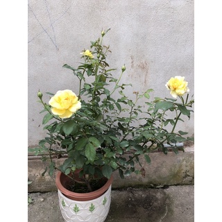 Hồng Ngoại Molineux