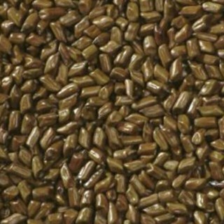 Sỉ lẻ hạt muồng muồng 1kg