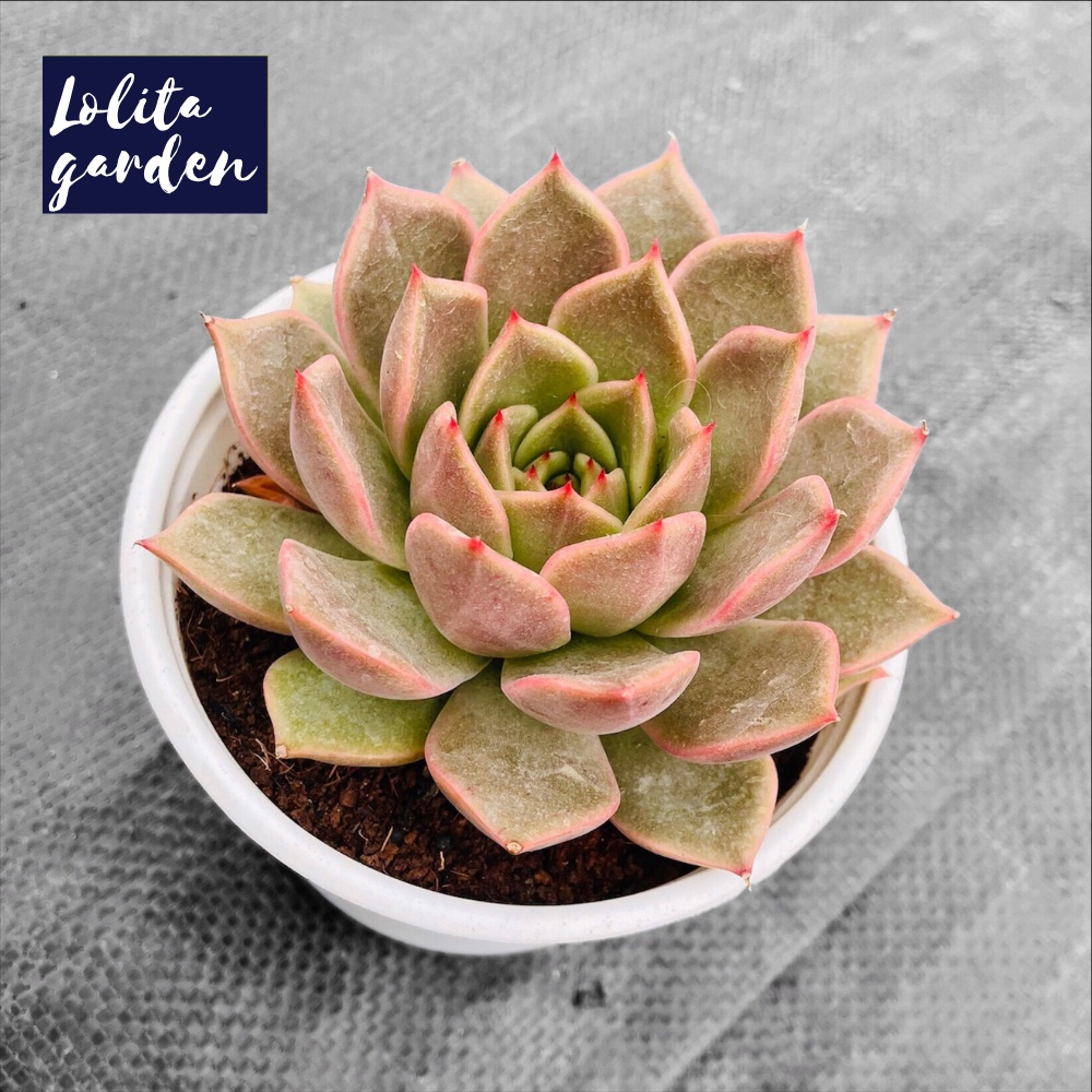 Sen đá đế vương xám Đà Lạt size trung bình cây cảnh trang trí nhà cửa Lolita garden