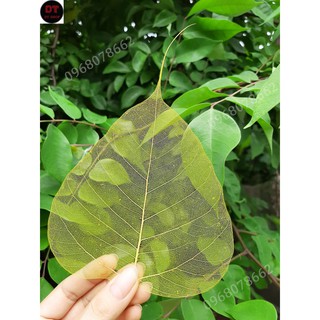 Xương lá bồ đề nhuộm vàng tự nhiên  size to