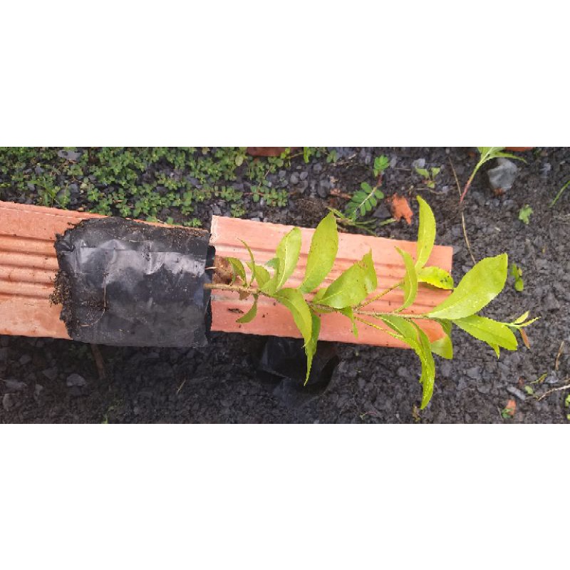 Combo 10 cây mai giảo con bông đẹp