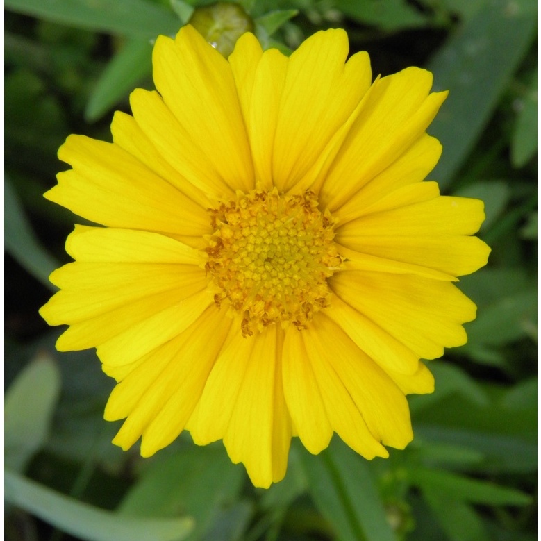 Hạt giống HOA CÚC VÀNG Calendula Pacific Beauty Mix (Calendula officinalis) Hoa không biến đổi gen