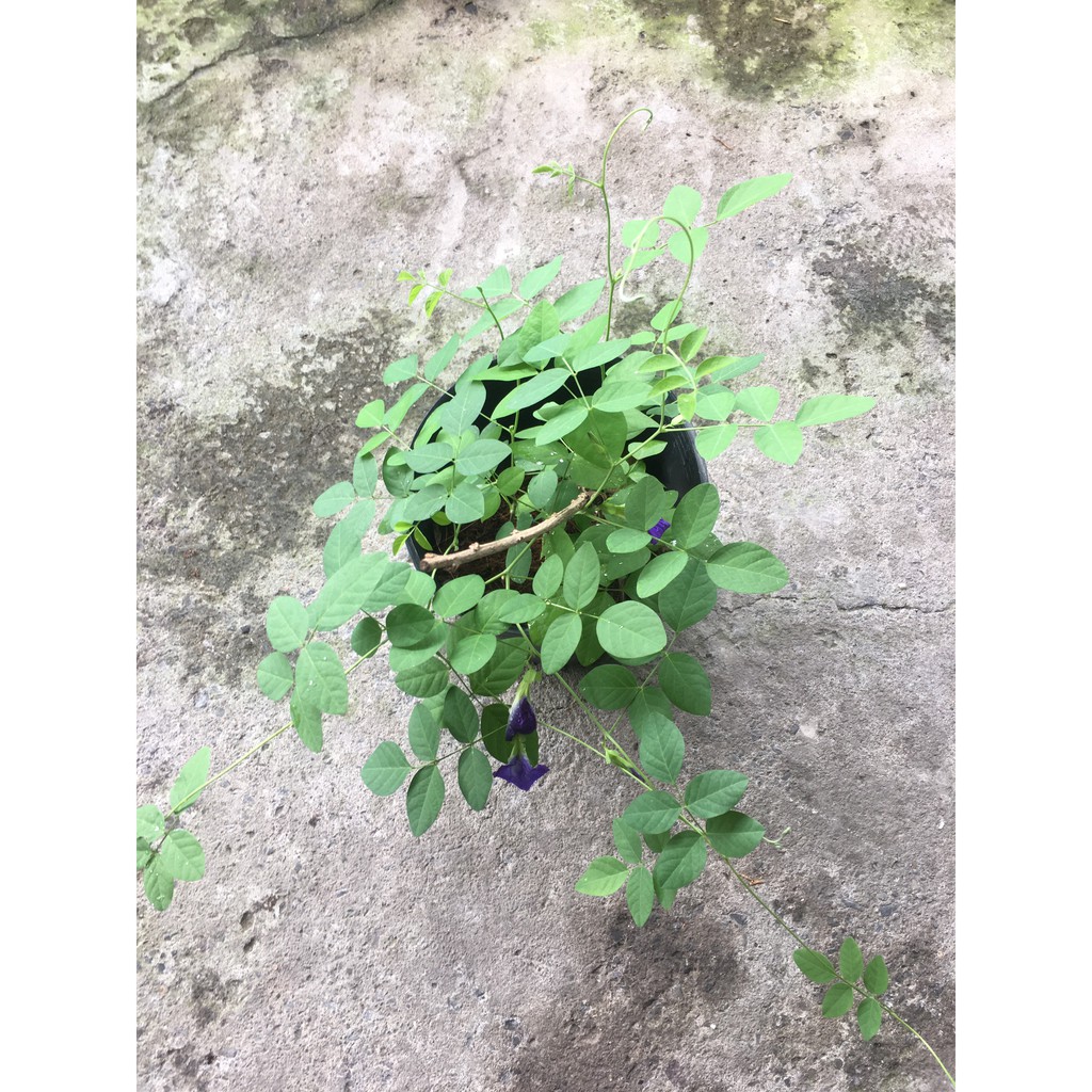 Cây đậu biếc