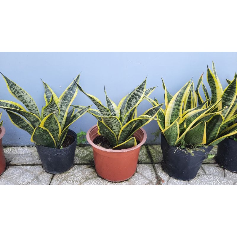 Cây Lưỡi Hổ cao 25-30cm