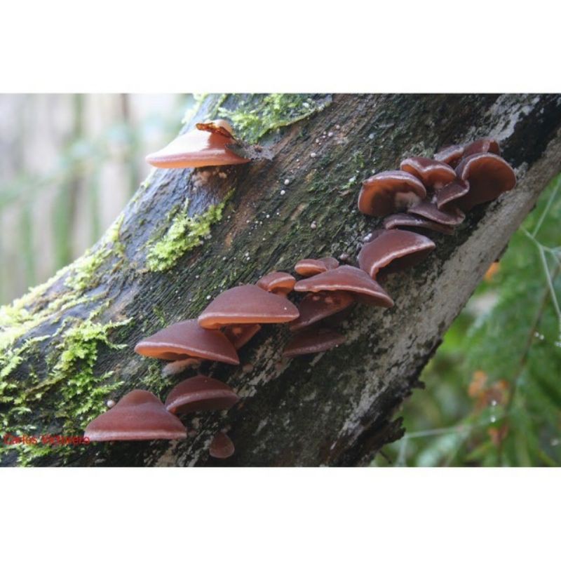 Mộc nhĩ- to,khô ngon cắt chân sạch sẽ