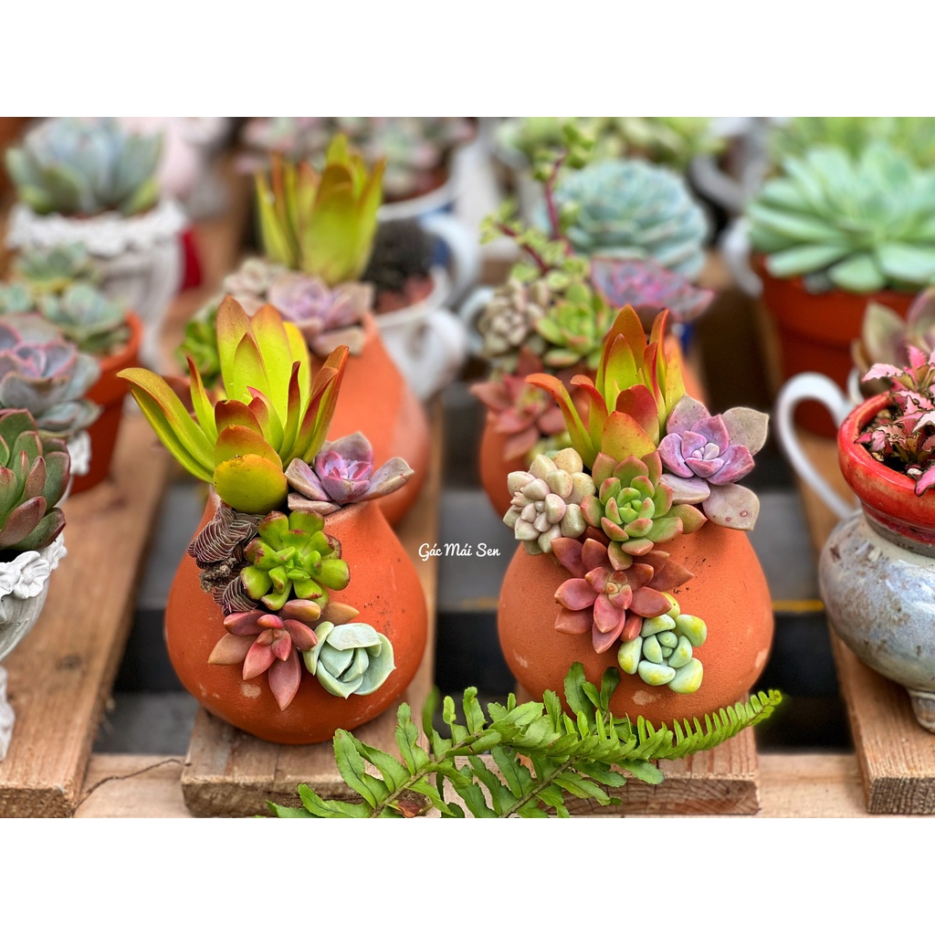 Combo sen vĩ mini kèm chậu cắt xẻ vân mây Gác MáI Sen, siêu đẹp khỏe