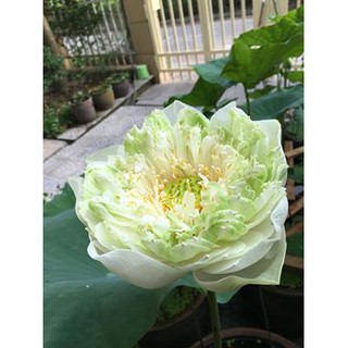 5 Hạt giống hoa Sen Bách Diệp Hoa Nở Trăm Cánh Kèm hướng dẫn ươm trồng và quà tặng