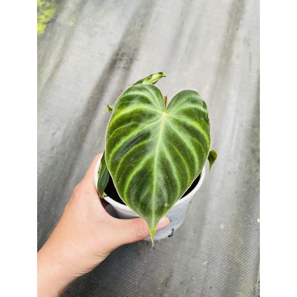Chậu cứng philodendron verrucosum